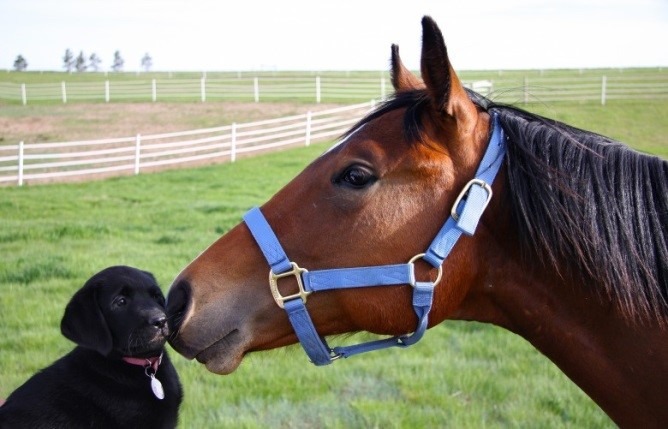 ein_herz_fur_tiere