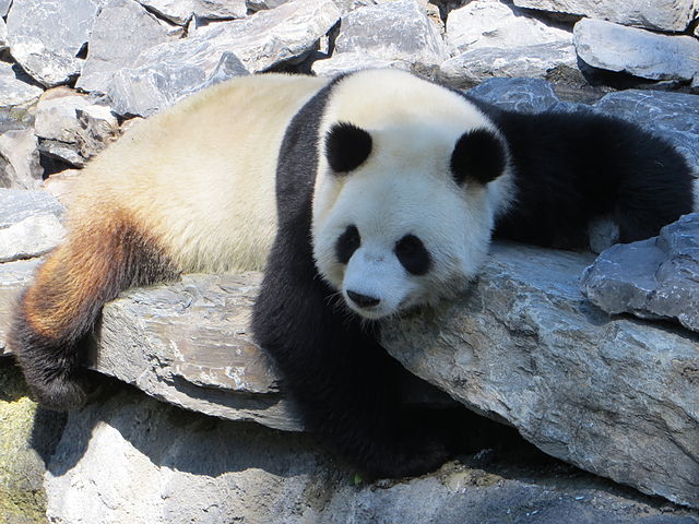 640px-giant_panda_in_pairi_daiza_belgium