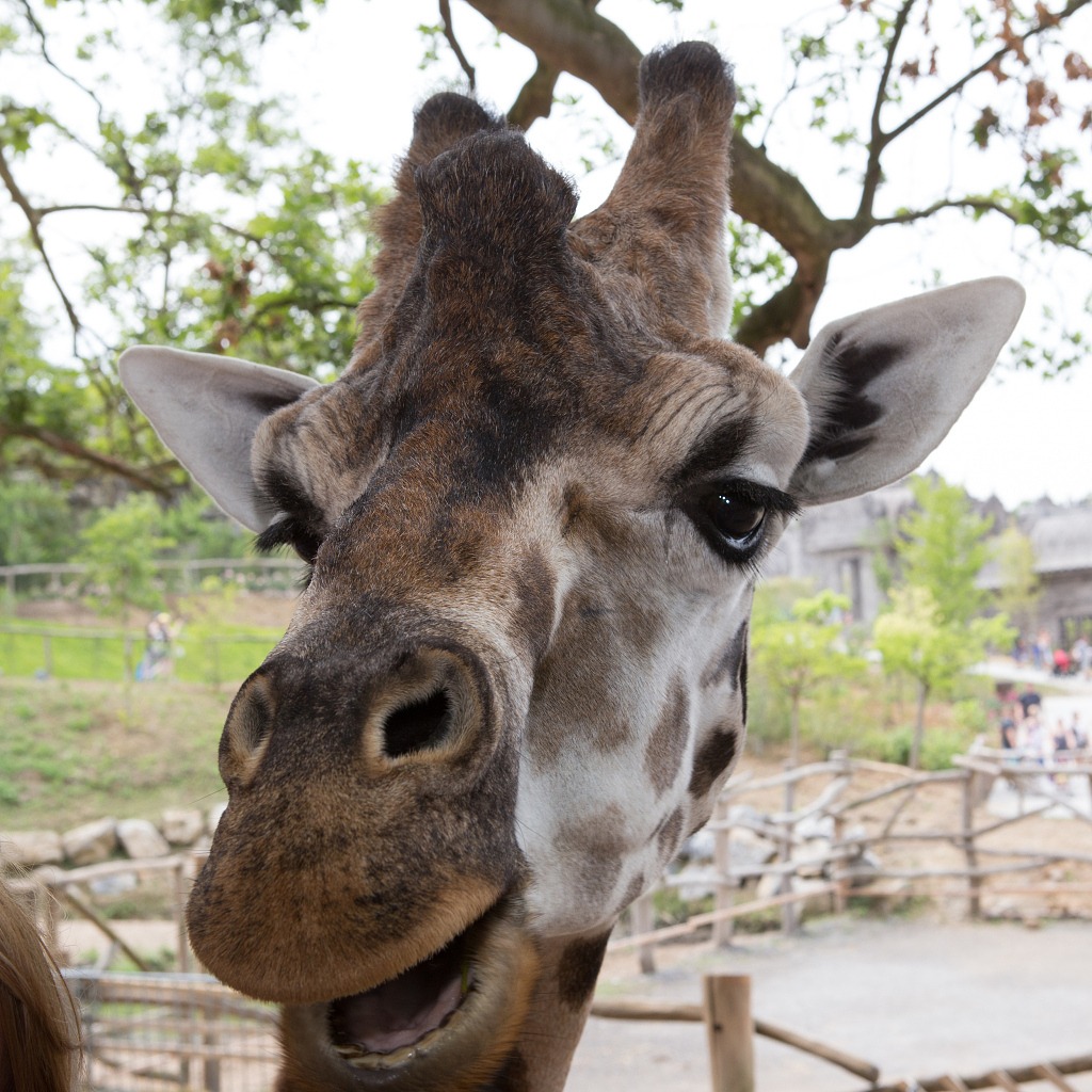 pairi_daiza_girafe_2